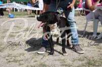 2 Esposizione canina 29.6.2014 Pico - IMG_4005